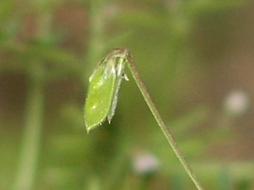 Ervilia hirsuta (=Vicia hirsuta) / Veccia tentennina